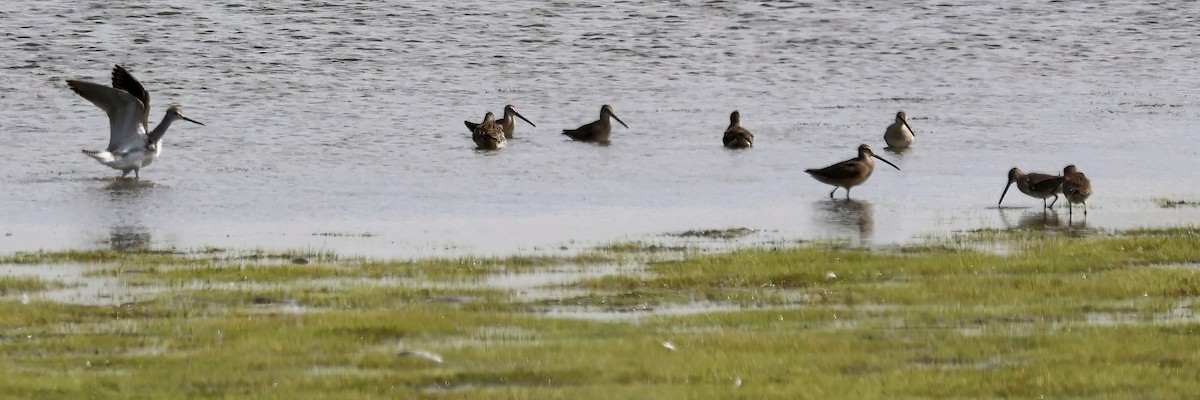 Long-billed Dowitcher - ML609078132