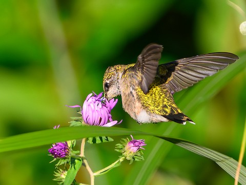 Ruby-throated Hummingbird - Clark Johnson