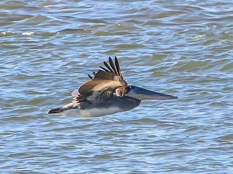 Brown Pelican - Clark Johnson