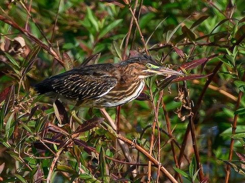 Green Heron - Clark Johnson