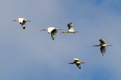 White Ibis - Clark Johnson