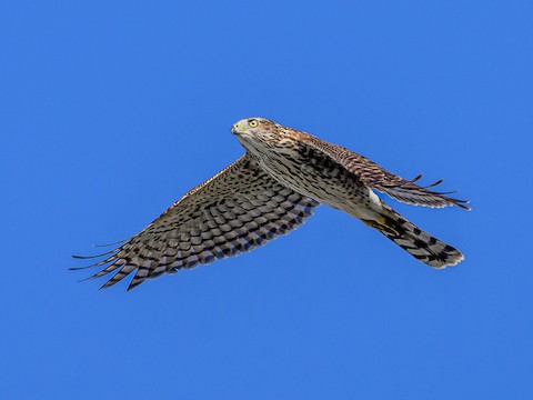 Sharp-shinned Hawk - Clark Johnson