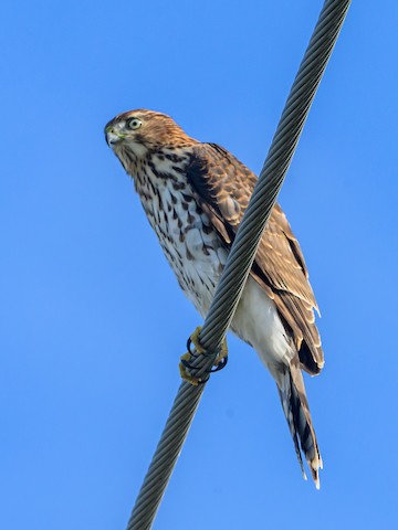 Sharp-shinned Hawk - Clark Johnson