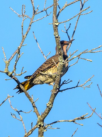 Northern Flicker - Clark Johnson