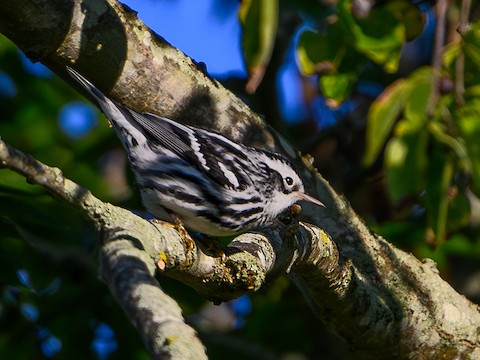 Black-and-white Warbler - Clark Johnson