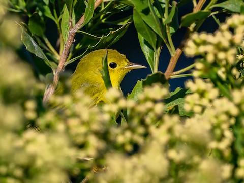 Yellow Warbler - Clark Johnson