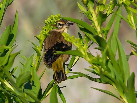 Palm Warbler - Clark Johnson