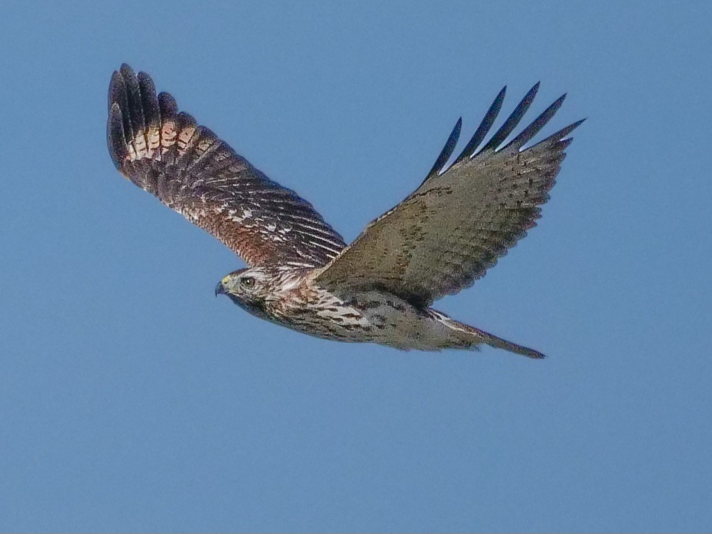 Red-shouldered Hawk - ML609078220