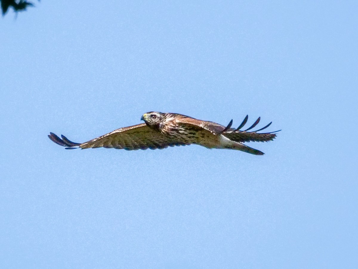 Red-shouldered Hawk - ML609078222