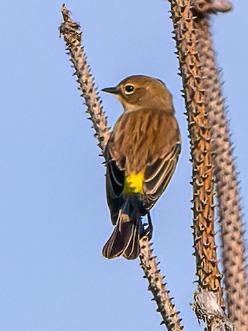 Yellow-rumped Warbler - Clark Johnson