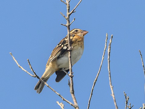 Rose-breasted Grosbeak - Clark Johnson