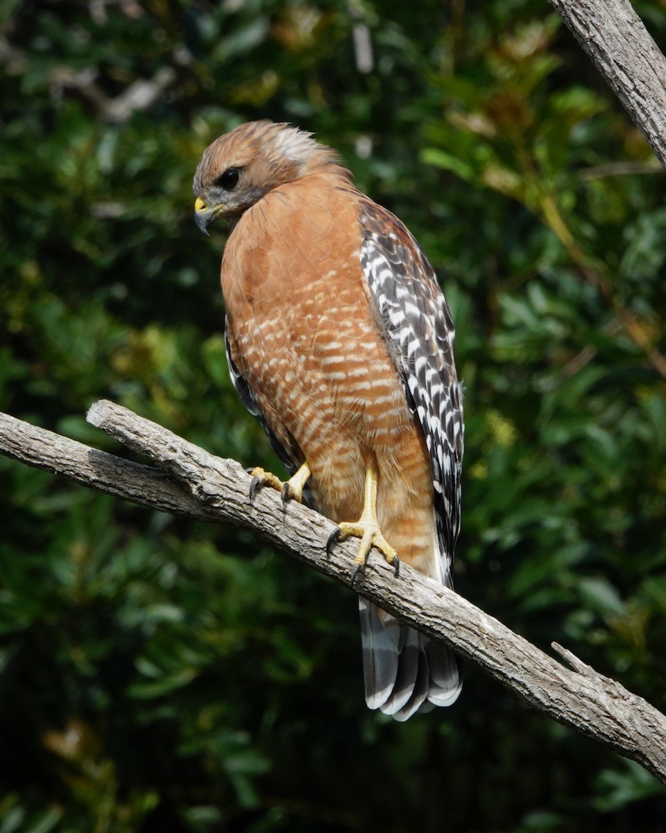 Red-shouldered Hawk - ML609078247