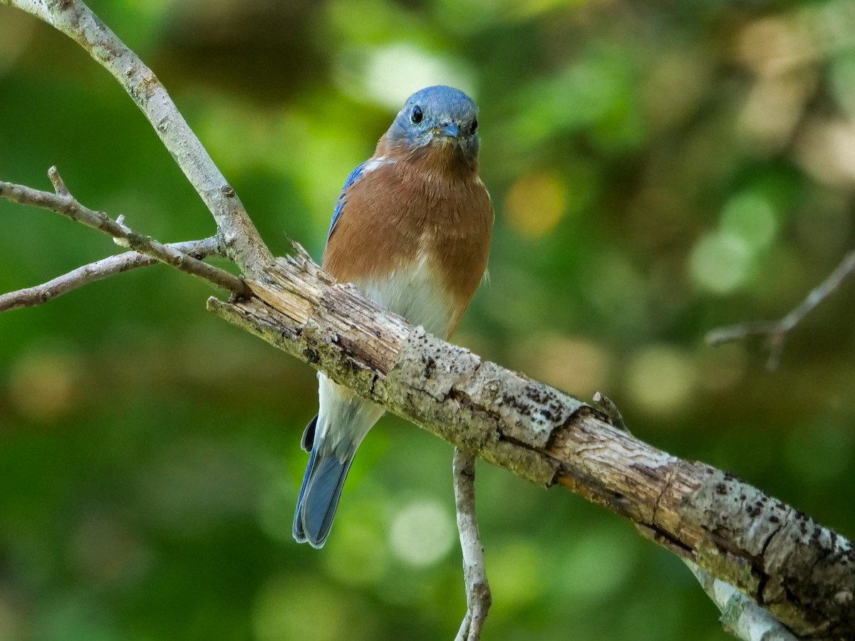 Eastern Bluebird - ML609078294