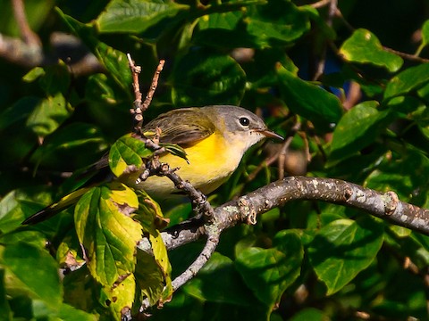 American Redstart - Clark Johnson