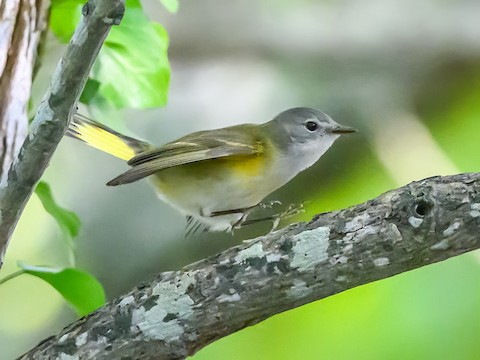 American Redstart - Clark Johnson