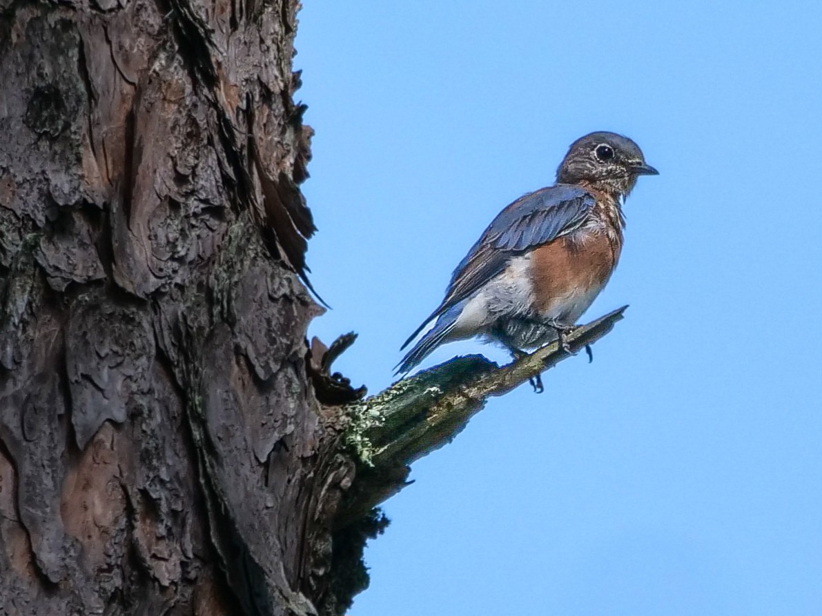 Eastern Bluebird - ML609078369