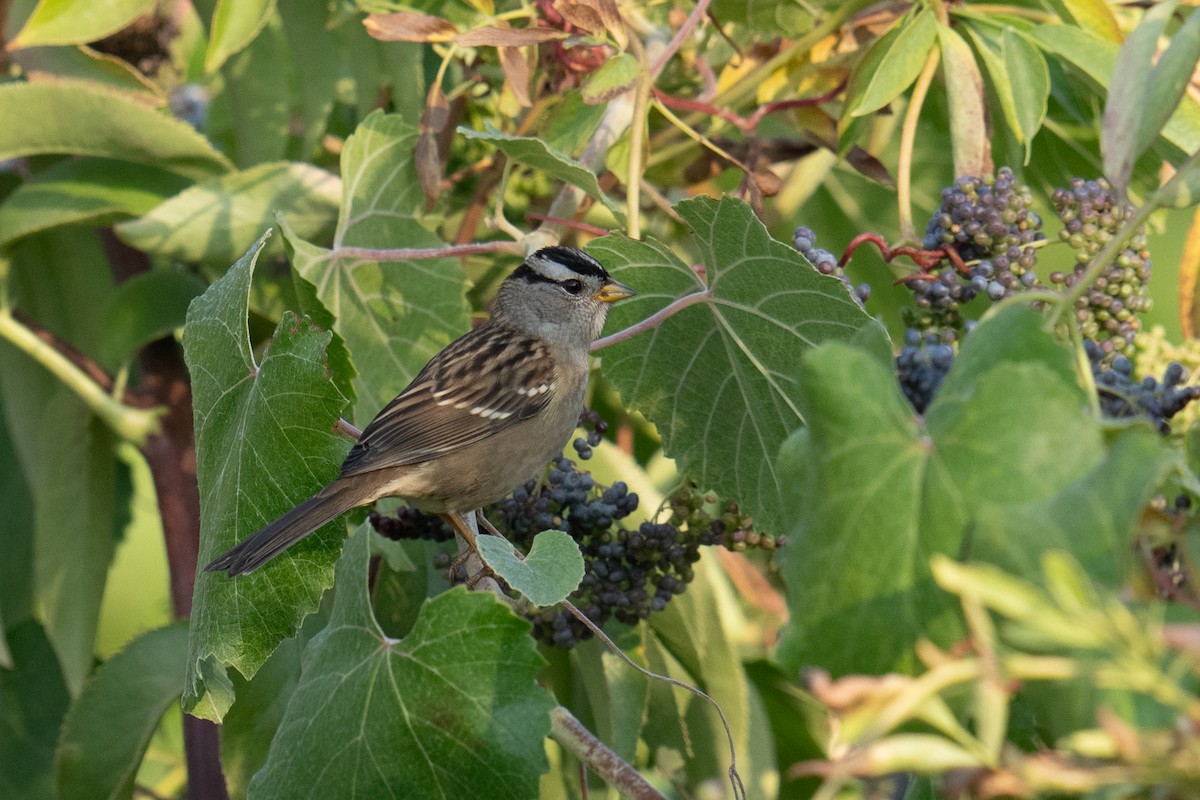White-crowned Sparrow - ML609078709