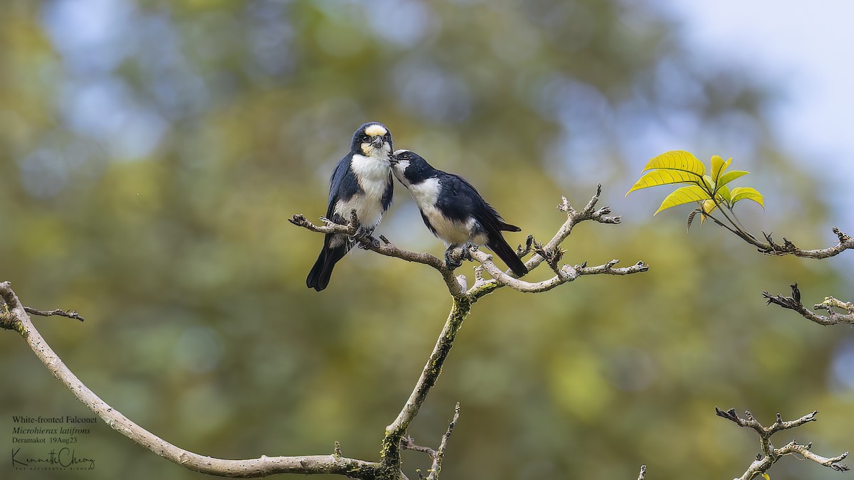 White-fronted Falconet - ML609078731