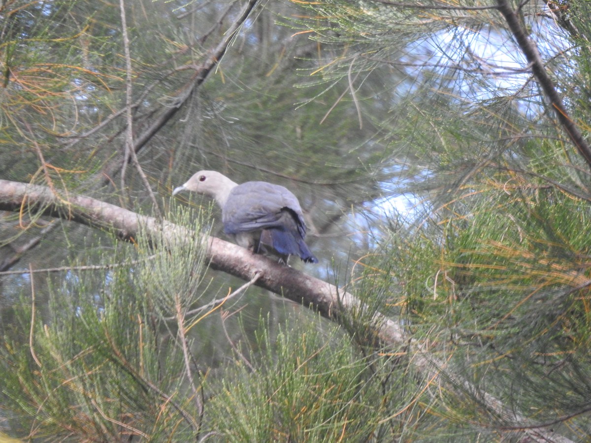 Gray Imperial-Pigeon - ML609078753
