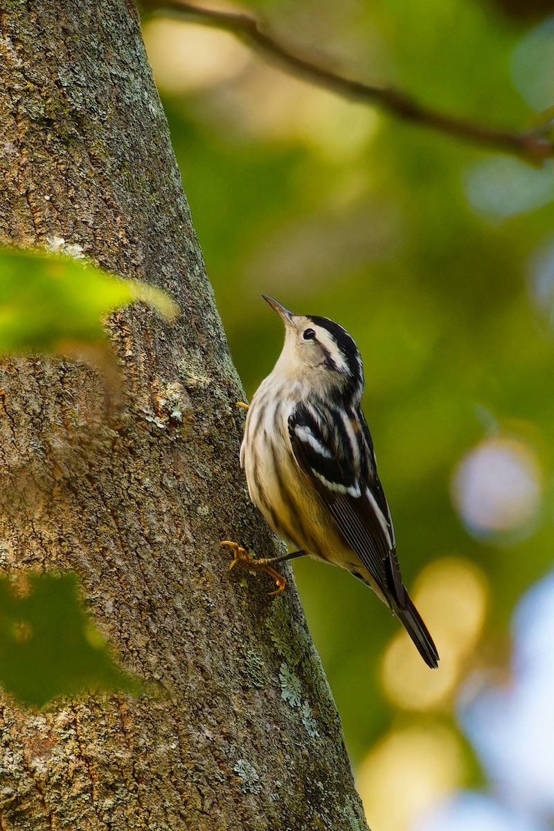 Black-and-white Warbler - ML609078839