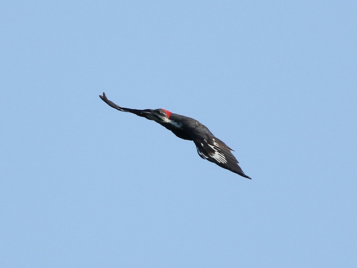 Pileated Woodpecker - ML609078891