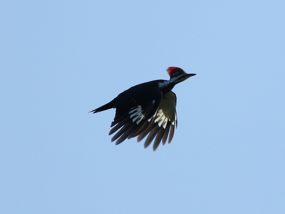 Pileated Woodpecker - ML609078892