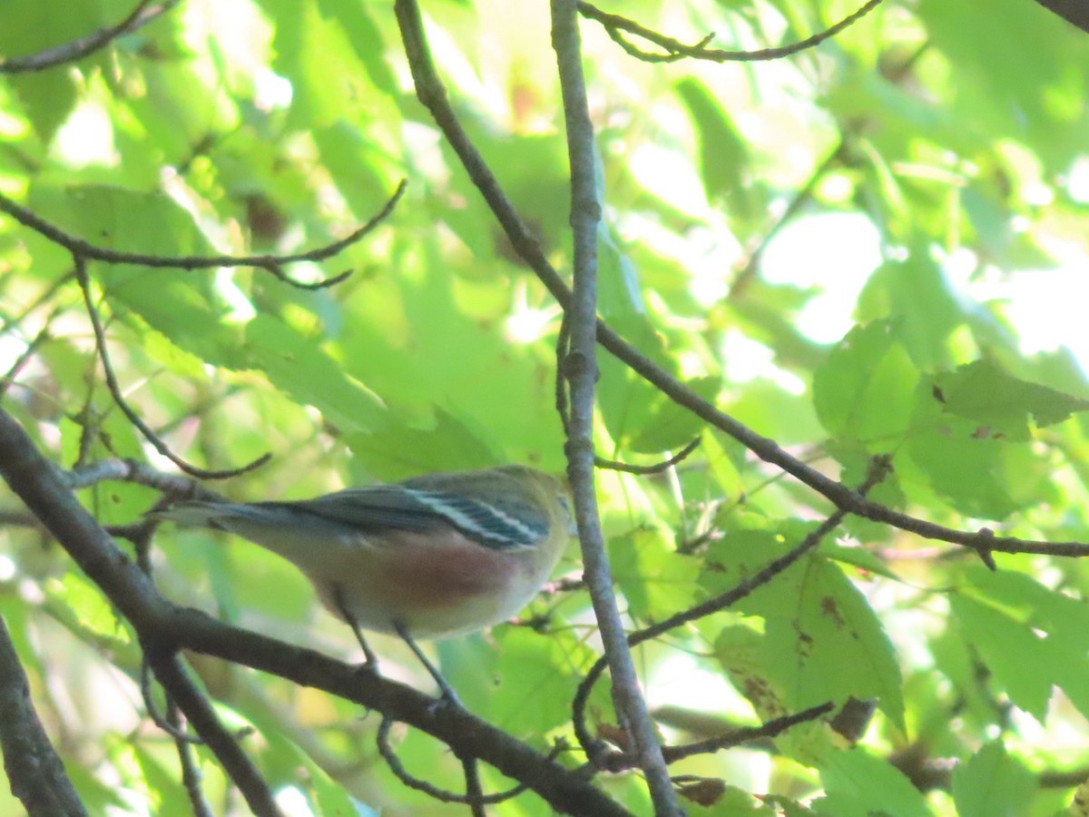 Bay-breasted Warbler - ML609078998