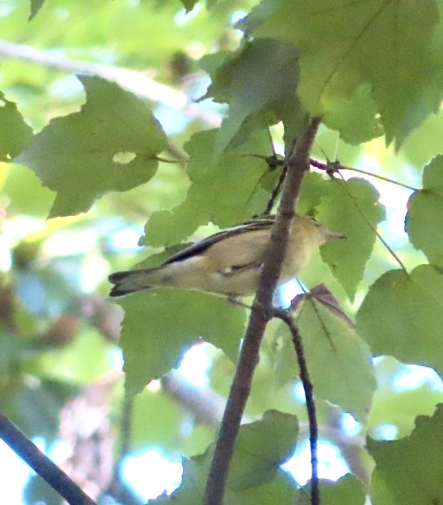 new world warbler sp. - ML609079029
