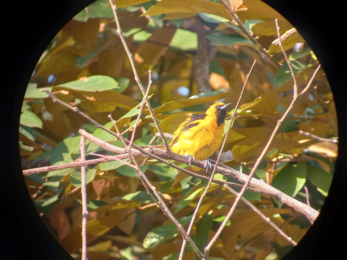 Yellow-tailed Oriole - ML609079193