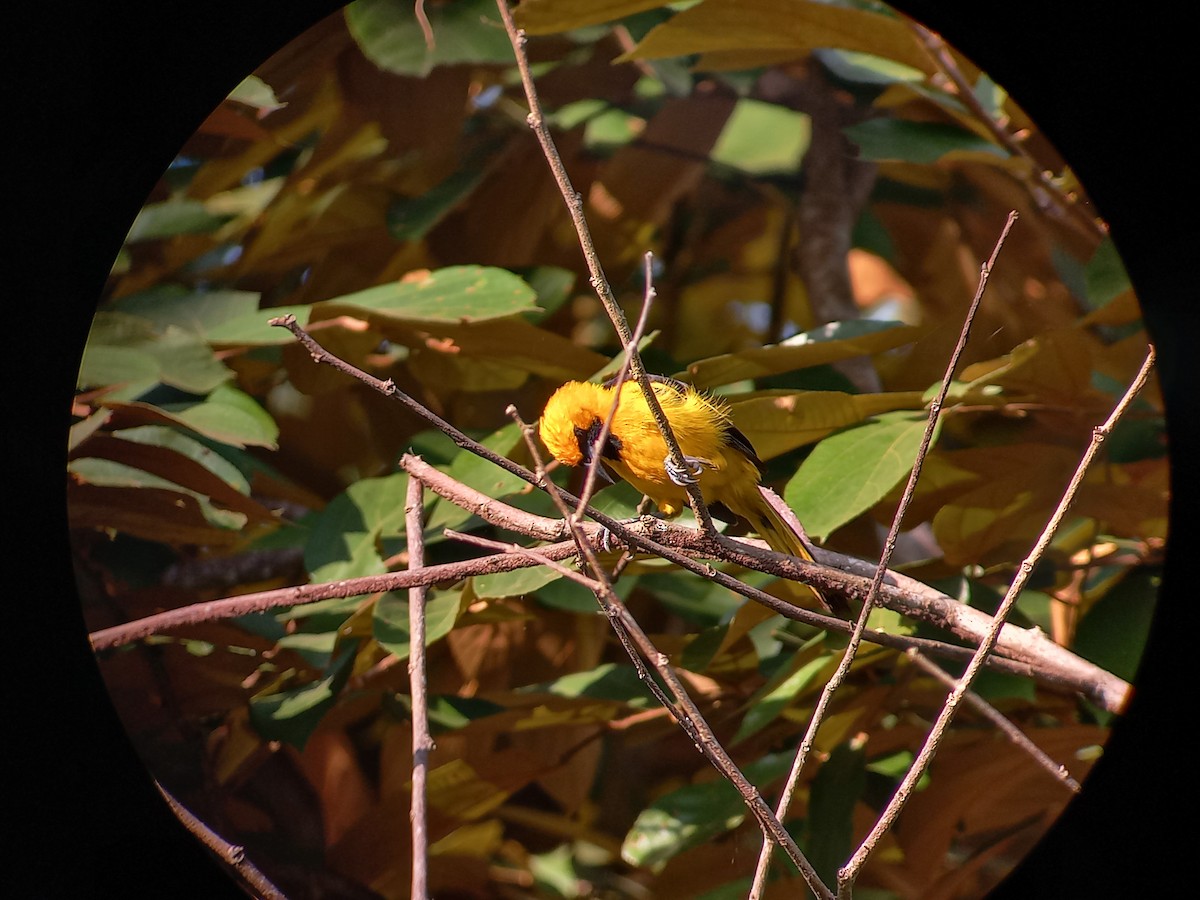 Yellow-tailed Oriole - ML609079194