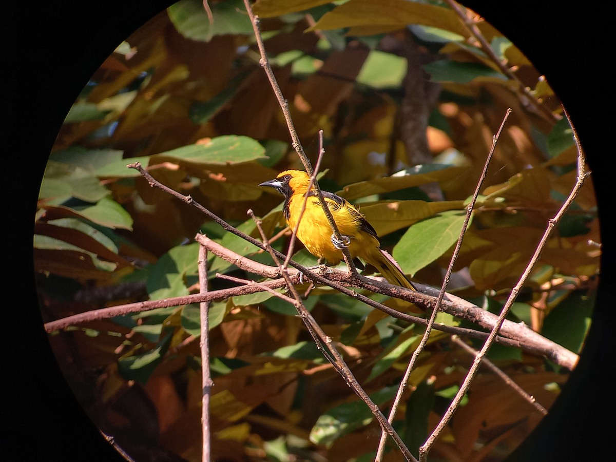 Yellow-tailed Oriole - ML609079196