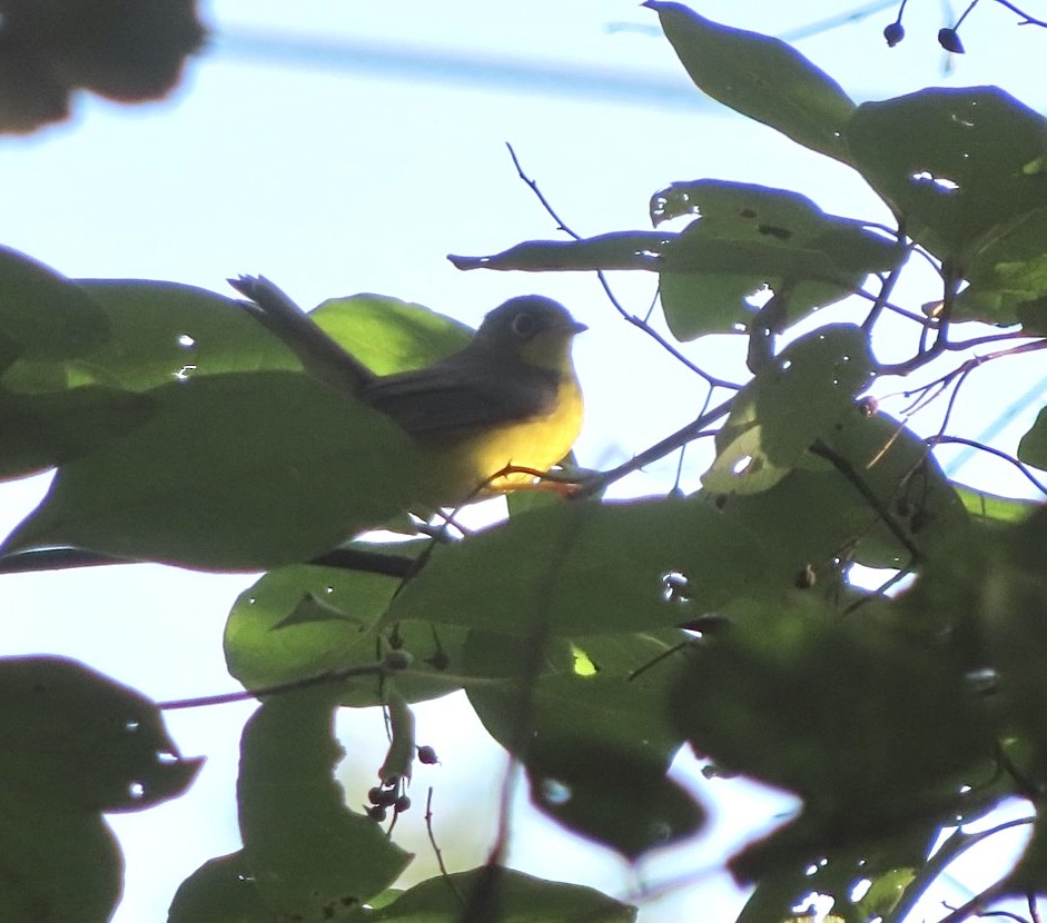 Canada Warbler - ML609079208