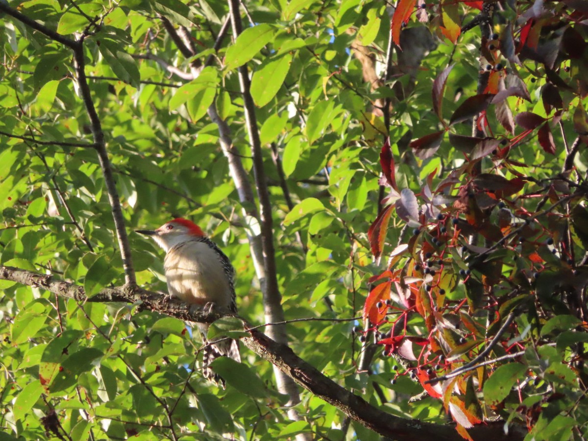 Red-bellied Woodpecker - ML609079318
