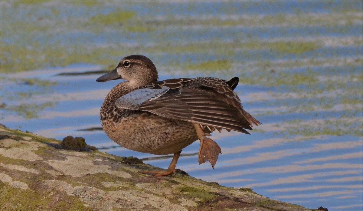 Blue-winged Teal - ML609079550