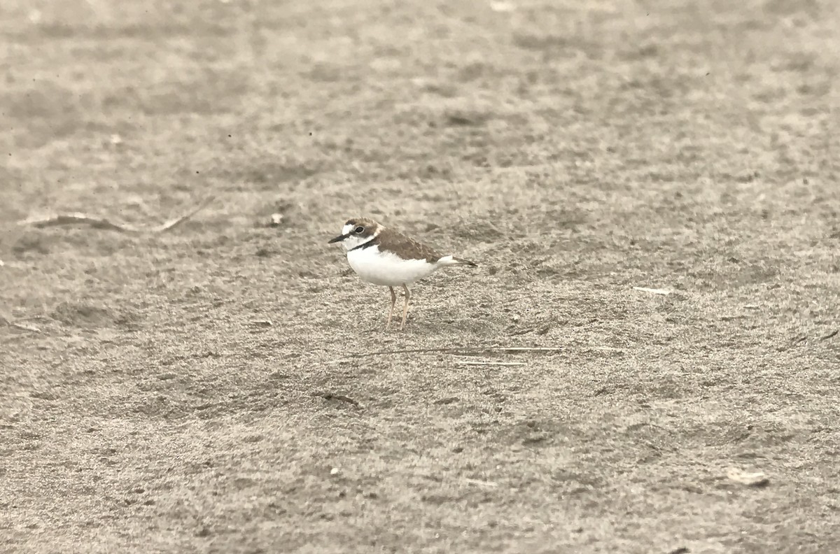 Collared Plover - ML609079666