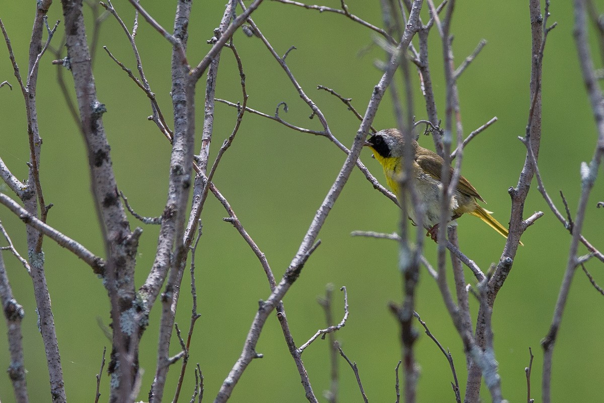 Common Yellowthroat - André Turcot