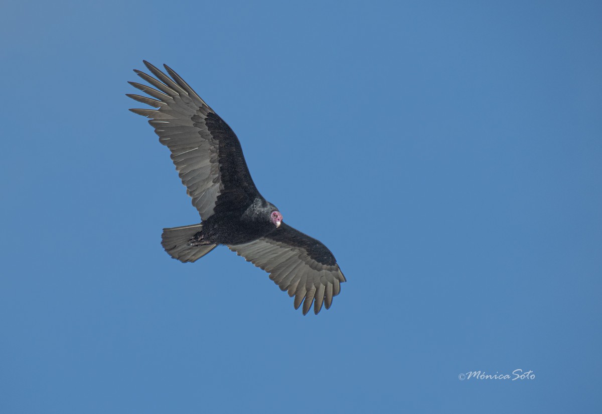 Turkey Vulture - ML609080494