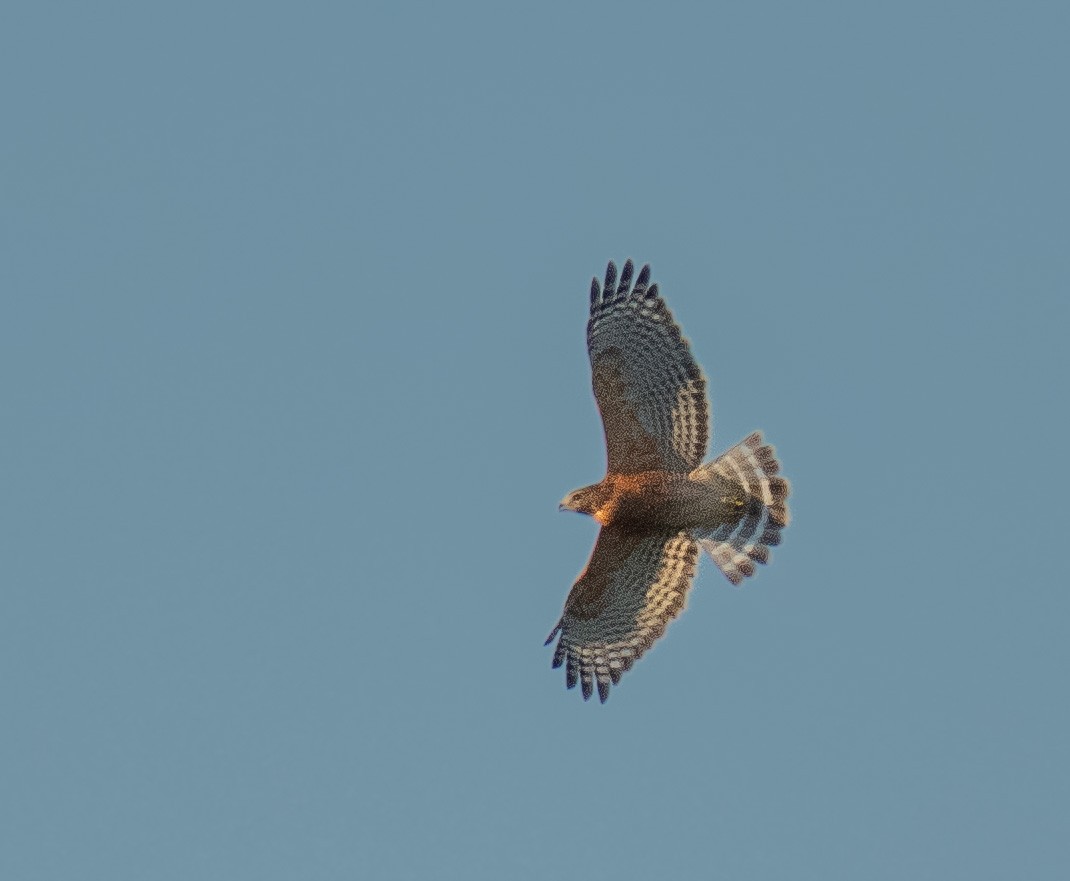 Red-shouldered Hawk - ML609080946
