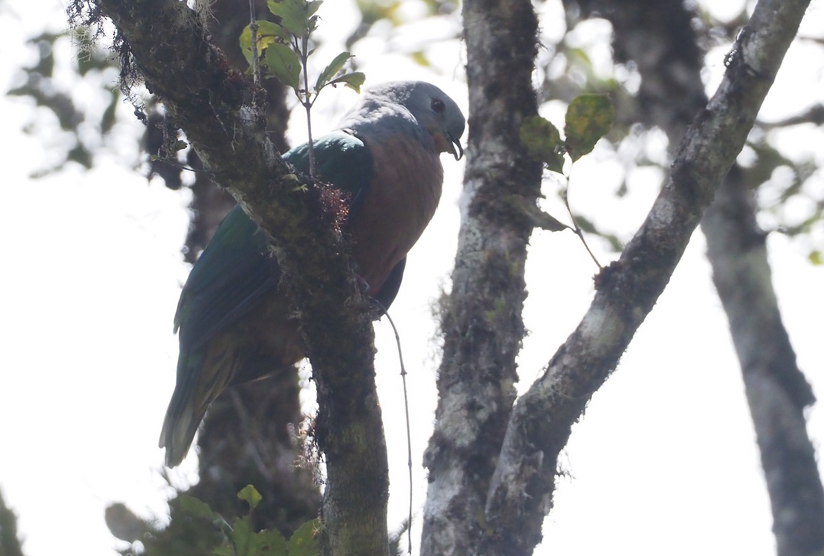 Rufescent Imperial-Pigeon - ML609081025