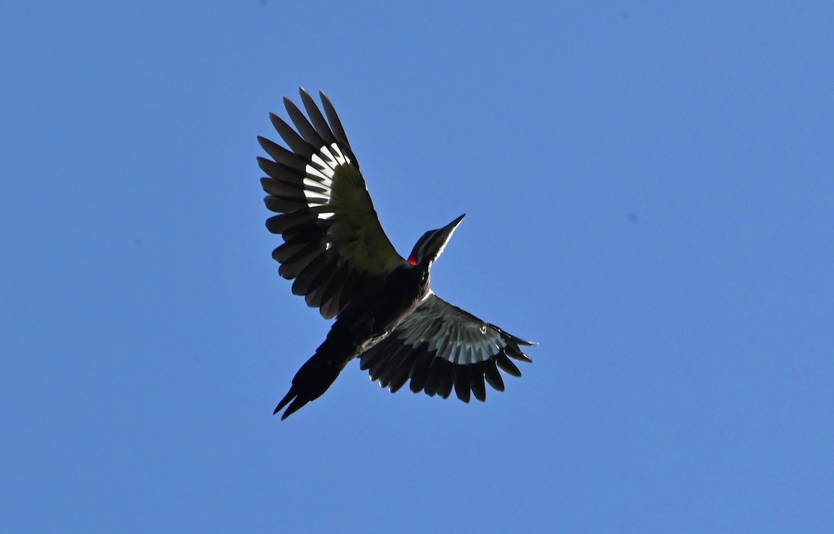 Pileated Woodpecker - ML609081066