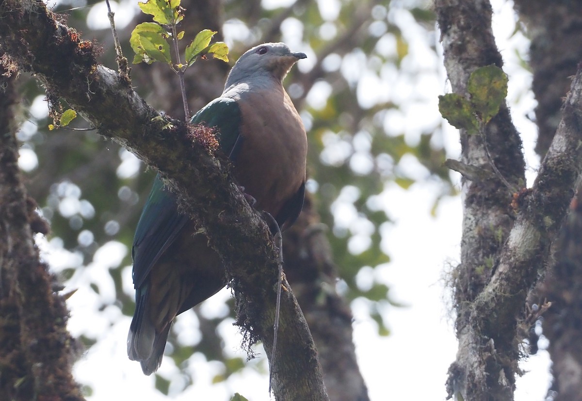 Rufescent Imperial-Pigeon - ML609081089