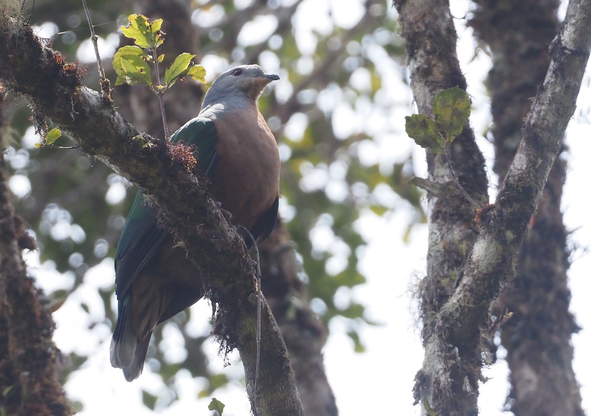 Rufescent Imperial-Pigeon - ML609081104