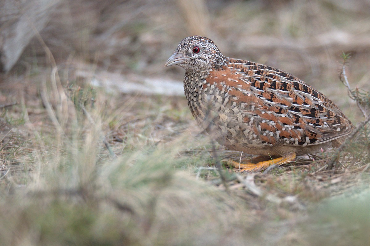 Painted Buttonquail - ML609081133