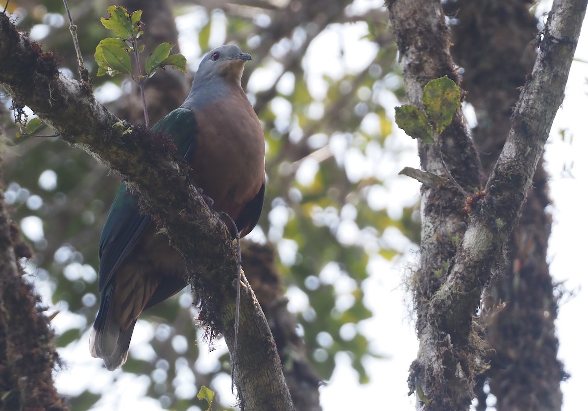 Rufescent Imperial-Pigeon - ML609081204