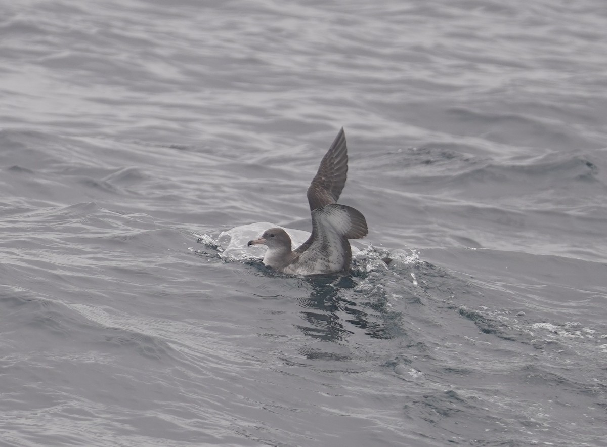 Pink-footed Shearwater - ML609081456