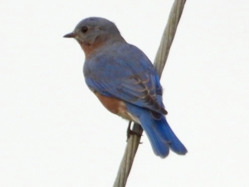 Eastern Bluebird - ML609081547