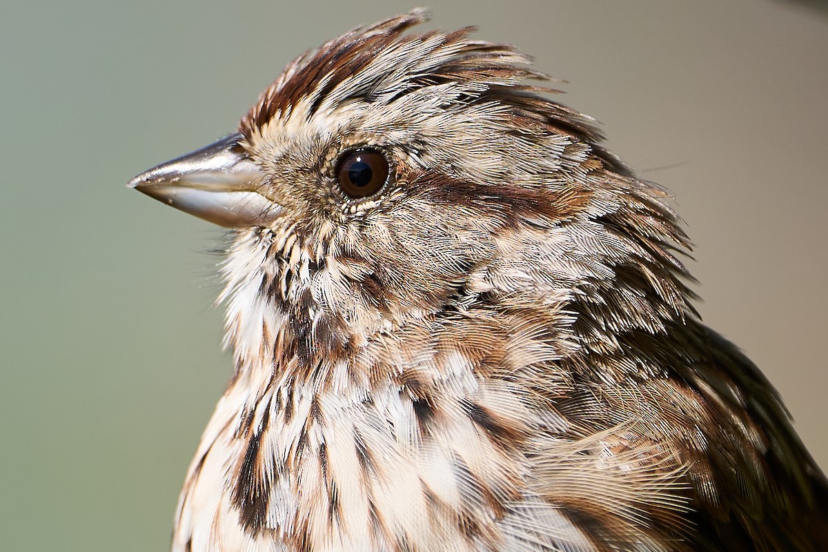Song Sparrow - ML609081691