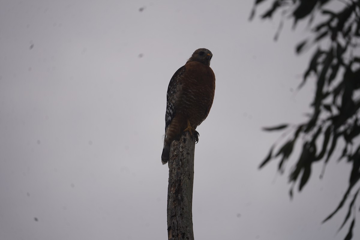 Red-shouldered Hawk - ML609081779