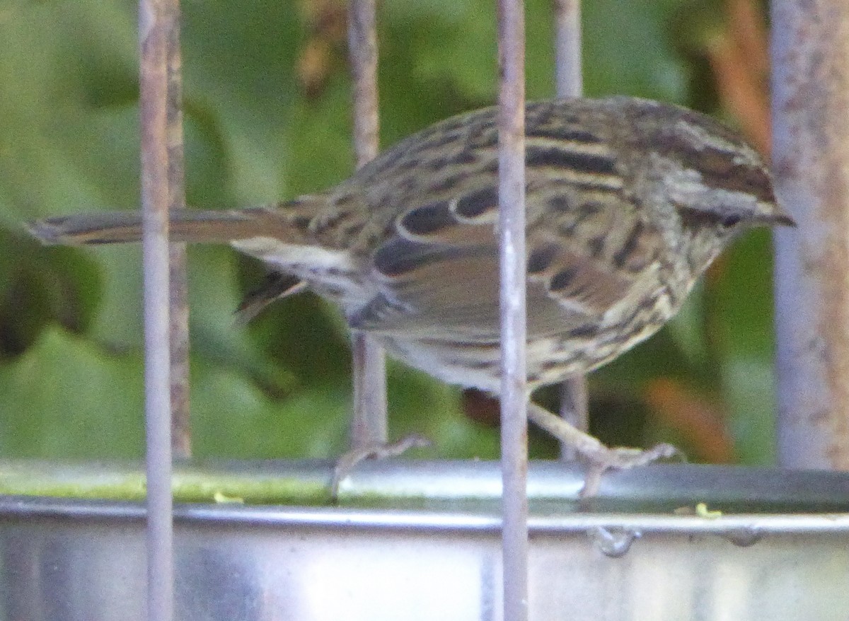 Song Sparrow - ML609081832