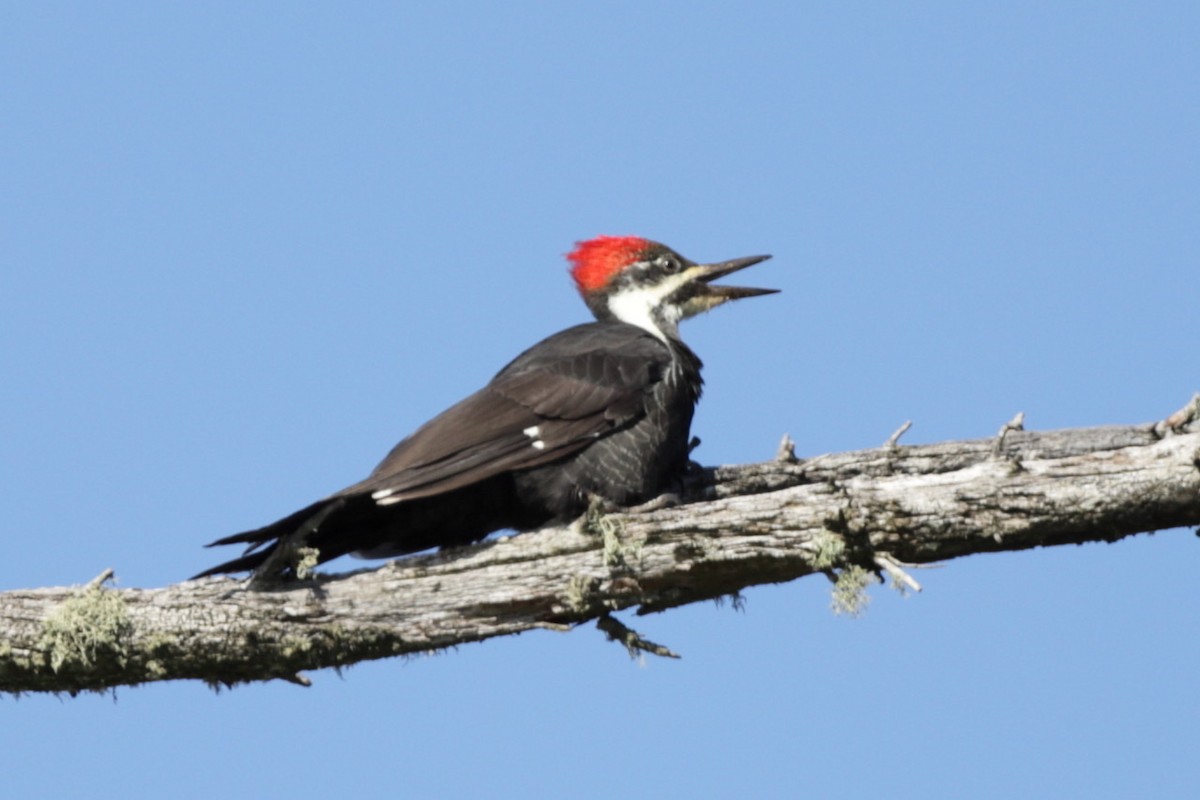 Pileated Woodpecker - ML609081885